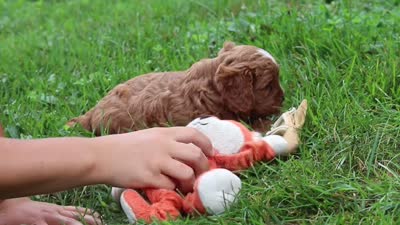 Wesley, a male Cavapoo for sale in Fresno, OH – 10 of 10