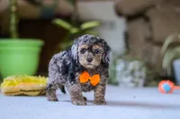 Carter, a male Poodle - Miniature  for sale in Fresno, OH – 4 of 6
