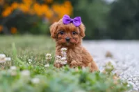 Lilac, a female Cavapoo for sale in Fresno, OH – 3 of 9