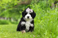 Lulu, a female Miniature Bernedoodle for sale in Fresno, OH – 2 of 6