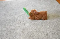 Dahlia 🐶, a female Poodle - Miniature  for sale in Fresno, OH – 2 of 9