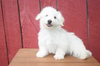 Justin , a male Maltese for sale in Fresno, OH – 2 of 10