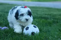 Gizmo 🐶, a male Cavapoo for sale in Fresno, OH – 5 of 10