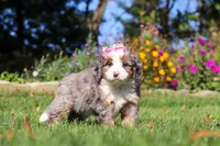 Ruby, a female Miniature Bernedoodle for sale in Fresno, OH – 4 of 6