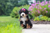 Buffy, a female Miniature Bernedoodle for sale in Fresno, OH – 5 of 6
