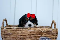 Winston 🐶, a male Cavalier King Charles Spaniel for sale in Fresno, OH – 5 of 10