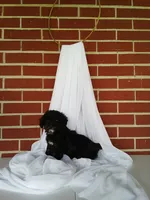 🐾 Meet Jackson – Beautiful F1B Yorkiepoo Puppy! 🐾, a male Yorkipoo for sale in Fresno, OH – 2 of 5