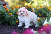 Nicole, a female Havapoo for sale in Fresno, OH – 3 of 7