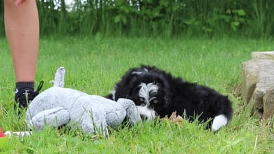 Weasley, a male Miniature Bernedoodle for sale in Fresno, OH – 8 of 8