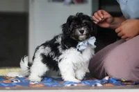 Joey, a male Havapoo for sale in Fresno, OH – 2 of 6