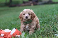 Jett, a male Cavapoo for sale in Fresno, OH – 5 of 10