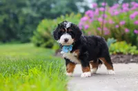 Shia, a male Miniature Bernedoodle for sale in Fresno, OH – 2 of 6
