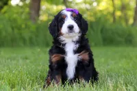 Ophelia, a female Miniature Bernedoodle for sale in Fresno, OH – 5 of 6