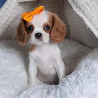 Patsy, a female Cavalier King Charles Spaniel for sale in Fresno, OH – Photo 6 of 8