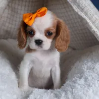 Patsy, a female Cavalier King Charles Spaniel for sale in Fresno, OH – Photo 5 of 8