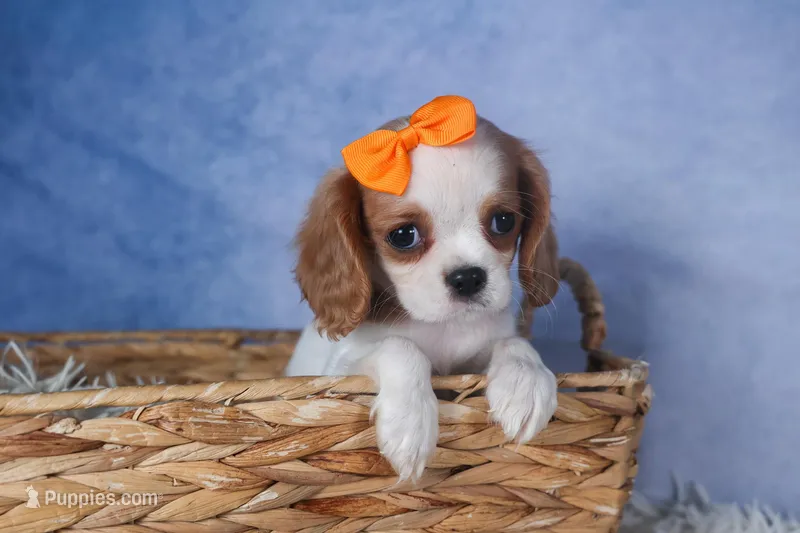 Patsy – Cavalier King Charles Spaniel puppy for sale in Fresno, OH