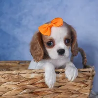 Patsy, a female Cavalier King Charles Spaniel for sale in Fresno, OH – Photo 1 of 8