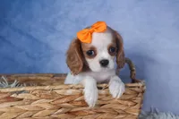 Patsy, a female Cavalier King Charles Spaniel for sale in Fresno, OH – Photo 7 of 8