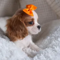 Patsy, a female Cavalier King Charles Spaniel for sale in Fresno, OH – Photo 4 of 8