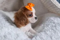 Patsy, a female Cavalier King Charles Spaniel for sale in Fresno, OH – Photo 3 of 8