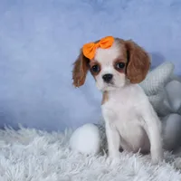 Patsy, a female Cavalier King Charles Spaniel for sale in Fresno, OH – Photo 2 of 8