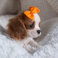 Patsy, a female Cavalier King Charles Spaniel for sale in Fresno, OH – Photo 7 of 8