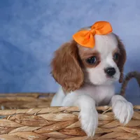 Patsy, a female Cavalier King Charles Spaniel for sale in Fresno, OH – Photo 8 of 8
