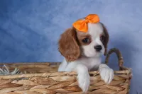 Patsy, a female Cavalier King Charles Spaniel for sale in Fresno, OH – Photo 8 of 8