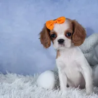 Patsy, a female Cavalier King Charles Spaniel for sale in Fresno, OH – Photo 3 of 8