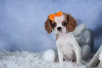 Patsy, a female Cavalier King Charles Spaniel for sale in Fresno, OH – Photo 2 of 8