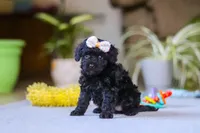 Sienna, a female Poodle - Miniature  for sale in Fresno, OH – 5 of 6