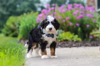 Jake, a male Miniature Bernedoodle for sale in Fresno, OH – 2 of 6