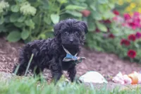 Ricky, a male Yorkipoo for sale in Fresno, OH – 2 of 6