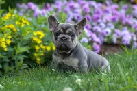 Finley 🐶, a female French Bulldog for sale in Fresno, OH – 8 of 9