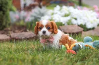 Bentley, a male Cavalier King Charles Spaniel for sale in Fresno, OH – 3 of 7