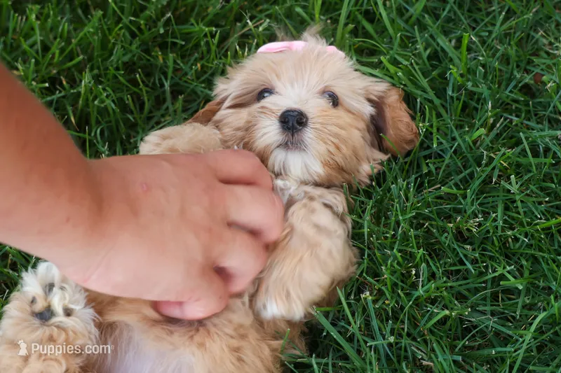 Ember 💛🐾 – Havapoo puppy for sale in Fresno, OH