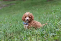 Jaxon, a male Cavapoo for sale in Fresno, OH – 9 of 9