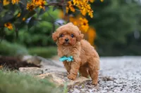 Luca, a male Cavapoo for sale in Fresno, OH – 4 of 9