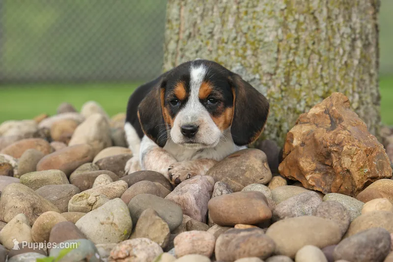 Copper 🐶 – Beagle puppy for sale in Fresno, OH