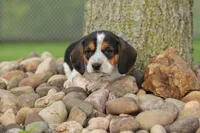 Copper 🐶, a male Beagle for sale in Fresno, OH – 5 of 10