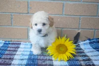 Franklin 🐶, a male Maltipoo for sale in Fresno, OH – 2 of 5
