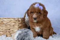 🐾 Meet Natasha – F2B Mini Goldendoodle Puppy 🐾, a female Miniature Goldendoodle for sale in Fresno, OH – 2 of 10