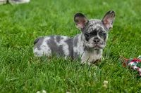 Knox 💙, a male French Bulldog for sale in Fresno, OH – 8 of 10