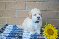 Franklin 🐶, a male Maltipoo for sale in Fresno, OH – 3 of 5