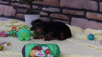 Lucy, a female Yorkshire Terrier for sale in Fresno, OH – 8 of 8