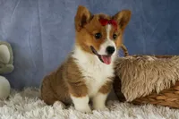 Legend, a male Pembroke Welsh Corgi for sale in Fresno, OH – 10 of 10