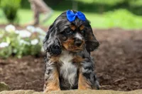Dakota 🐶💙, a male Cocker Spaniel for sale in Fresno, OH – 8 of 8