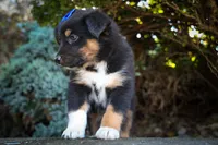 Langston 🐶, a female Miniature Aussiedoodle for sale in Fresno, OH – 9 of 9