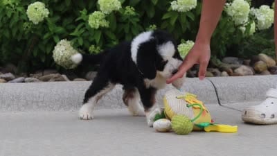 Lacey, a female Miniature Bernedoodle for sale in Fresno, OH – 5 of 5