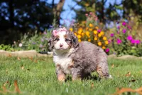 Ruby, a female Miniature Bernedoodle for sale in Fresno, OH – 2 of 6